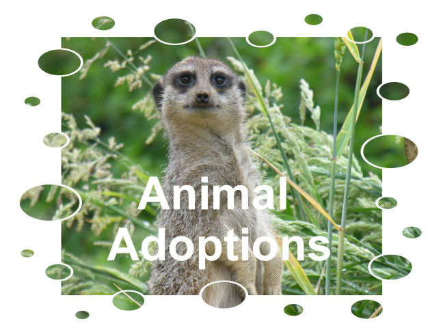 Animal Adoptions