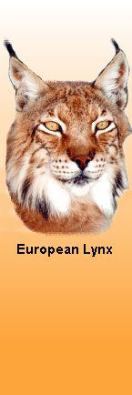 Lynx